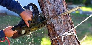 Best Tree Risk Assessment  in Oskaloosa, KS